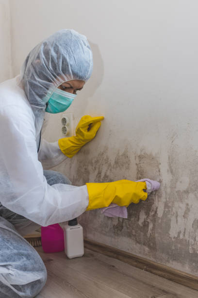 Best Mold Removal for HVAC Installations  in Trappe, MD